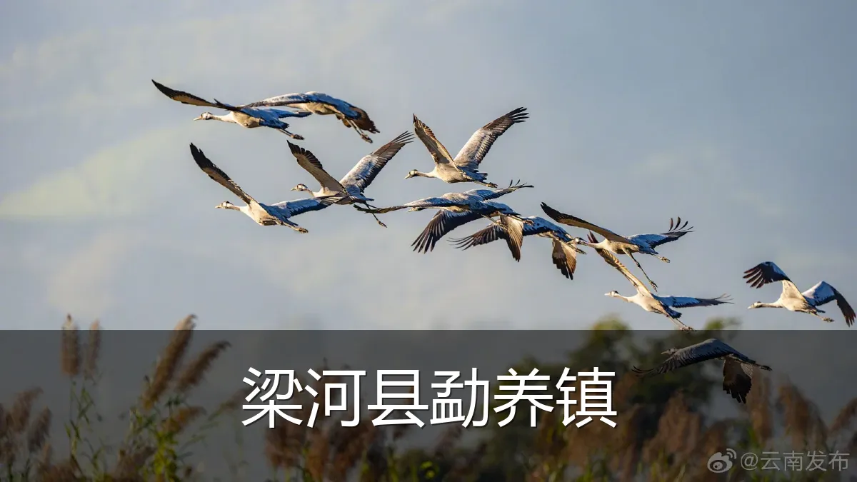 梁河县勐养镇