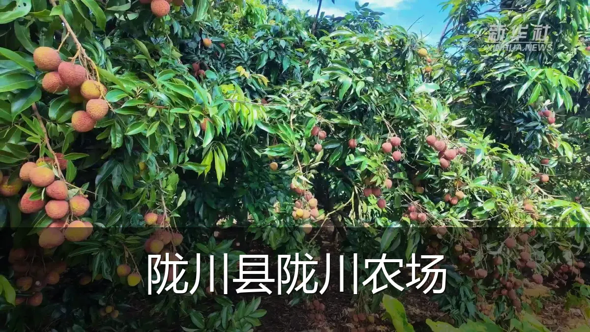 陇川县陇川农场